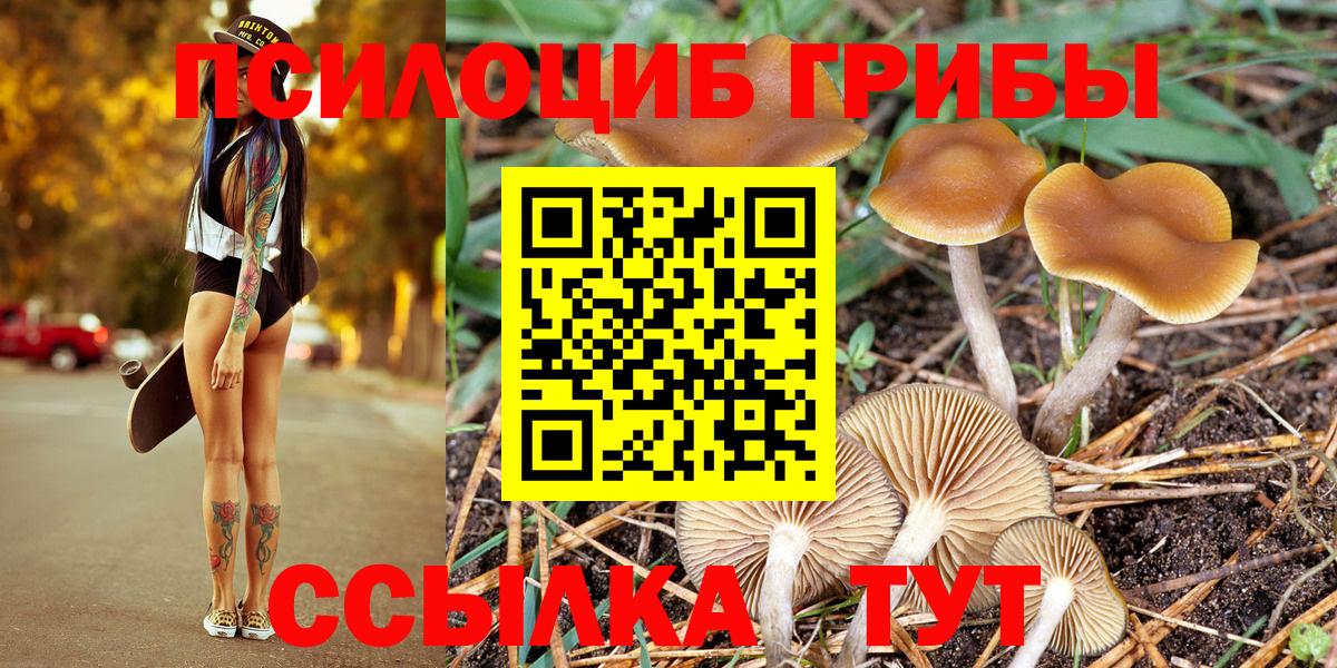 Галлюциногенные грибы Cubensis Северск